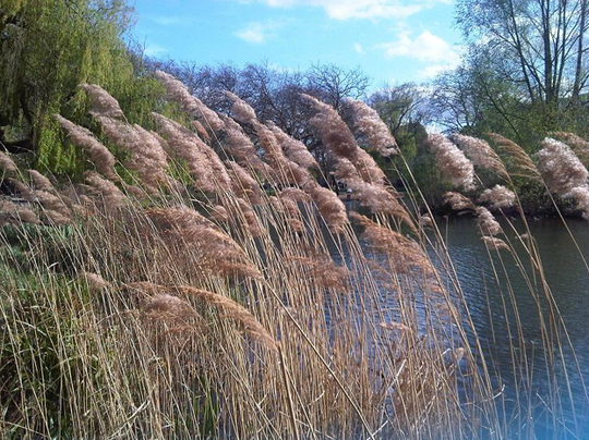 phragmites on the side of a ditch