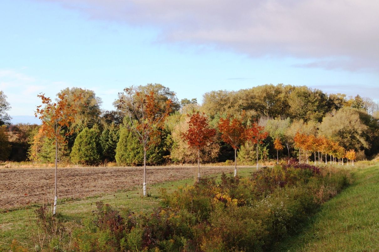 FIELD WITH NEW TREES AND WORKABLE LAND