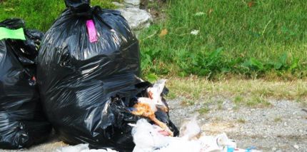 garbage ripped up with holes in nearby garbage bag